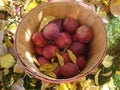 Bushel Basket of Red Apples Royalty Free Stock Photo