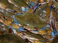 Bushel of Blue Crabs