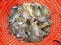 A bushel of live blue crabs