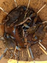 A bushel of Maryland blue crabs