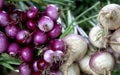 Bushel of Organic Red Onions and Turnips