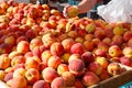 Bushels of Fresh Picked Summer Peaches Royalty Free Stock Photo