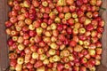Bushels full of fresh red delicious apples for sale. Shallow depth of field. Royalty Free Stock Photo