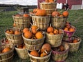 Bushels of Pumpkins Royalty Free Stock Photo