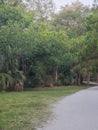 Bushes along the Path