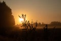 Bushes Bathed in the Radiant Light of Summer Sunrise in Northern Europe