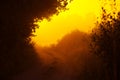 Bushes Bathed in the Radiant Light of Summer Sunrise in Northern Europe