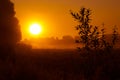 Bushes Bathed in the Radiant Light of Summer Sunrise in Northern Europe