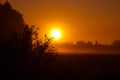 Bushes Bathed in the Radiant Light of Summer Sunrise in Northern Europe