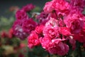 Bushes of beautiful blooming pink roses in the garden Royalty Free Stock Photo
