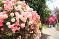 Bushes of beautiful pink roses hanging from a fence on the street of a Mediterranean city.