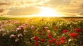 Bushes with beautiful roses on sunny day