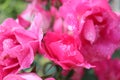 Bushes of beautiful shining blooming pink roses with sparkling water drops Royalty Free Stock Photo
