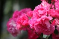 Bushes of beautiful shining blooming pink roses with sparkling water drops Royalty Free Stock Photo