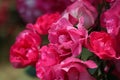 Bushes of beautiful shining blooming pink roses with sparkling water drops Royalty Free Stock Photo