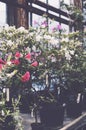 Bushes of blooming azaleas in flower pots