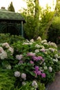 Bushes of blooming pink hydrangea