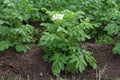 Bushes of blooming potatoes in the garden.