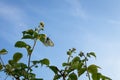 Bushes of blooming raspberries. The butterfly is sitting