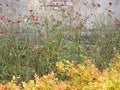 Bushes blooming roses and spirea yellowing