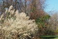 The bushes are blowing in the breeze on this blustery day. Royalty Free Stock Photo