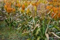 Bushes cereal and forage sorghum plant one kind of mature and grow on the field in a row Royalty Free Stock Photo