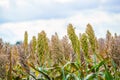 Bushes cereal and forage sorghum plant one kind of mature and grow on the field in a row Royalty Free Stock Photo