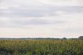 Bushes cereal and forage sorghum plant one kind of mature and grow on the field in a row. Harvesting Royalty Free Stock Photo