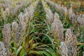 Bushes cereal and forage sorghum plant one kind of mature and grow on the field in a row in the open air Royalty Free Stock Photo