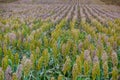 Bushes cereal and forage sorghum plant one kind of mature and grow on the field in a row in the open air. Harvesting. Royalty Free Stock Photo