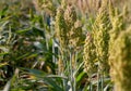 Bushes cereal and forage sorghum plant one kind of mature and grow on the field in a row Royalty Free Stock Photo