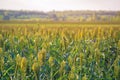 Bushes cereal and forage sorghum plant one kind of mature and grow on the field in a row outdoors. Royalty Free Stock Photo