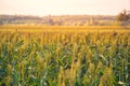 Bushes cereal and forage sorghum plant one kind of mature and grow on the field in a row outdoors. Royalty Free Stock Photo