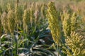 Bushes cereal and forage sorghum plant one kind of mature and grow on the field in a row outdoors. Royalty Free Stock Photo