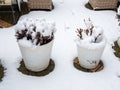 Bushes with clipped branches in white pots covered with snow outside Royalty Free Stock Photo
