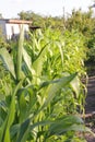 Bushes of corn in a row