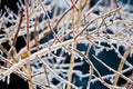 Bushes coverd by freezing rain Royalty Free Stock Photo