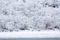 Bushes covered with snow a a road Royalty Free Stock Photo