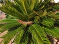Bushes of cycas palm Royalty Free Stock Photo