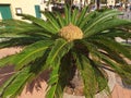 Bushes of cycas palm tree