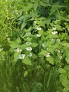 Bushes of deaf nettles