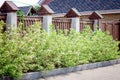 Bushes Deren Cornus along the fence Royalty Free Stock Photo