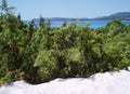 Bushes in dunes Royalty Free Stock Photo