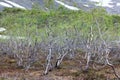 Bushes of dwarf birches or the Betula nana are in tundra, the Kola peninsula, Khibiny massif, Russia. Spring season