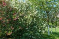 Bushes of ÃÂ²eautiful pink and white Oleander flower (Nerium oleander). Blossom of Nerium oleander flowers tree Royalty Free Stock Photo