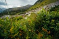 Bushes of edible blueberries, Carpathian mountains, nature of Ukraine. Summer