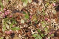 Bushes with fading roses Royalty Free Stock Photo