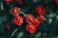 Bushes of fading roses. Drying flowers. Dying beauty. Royalty Free Stock Photo