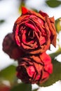 Bushes of fading roses. Drying flowers. Dying beauty. Royalty Free Stock Photo