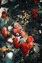 Bushes of fading roses. Drying flowers. Dying beauty Royalty Free Stock Photo